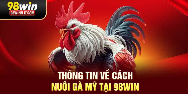 Th&ocirc;ng tin về c&aacute;ch nu&ocirc;i g&agrave; Mỹ tại 98win